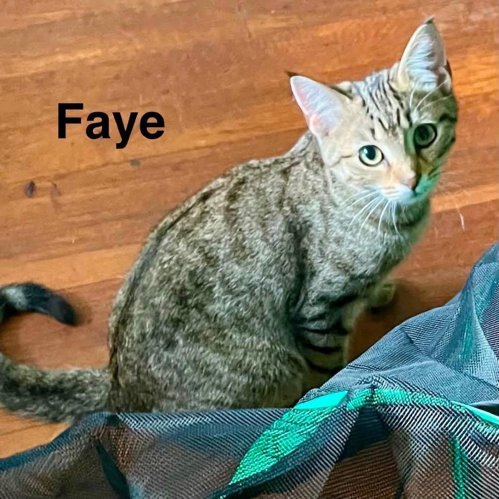 Enlarge Faye, a Adoptable Domestic Short Hair in Parkersburg, WV image 2/4