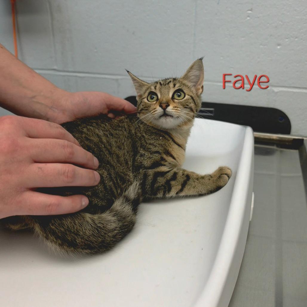 Enlarge Faye, a Adoptable Domestic Short Hair in Parkersburg, WV image 3/4