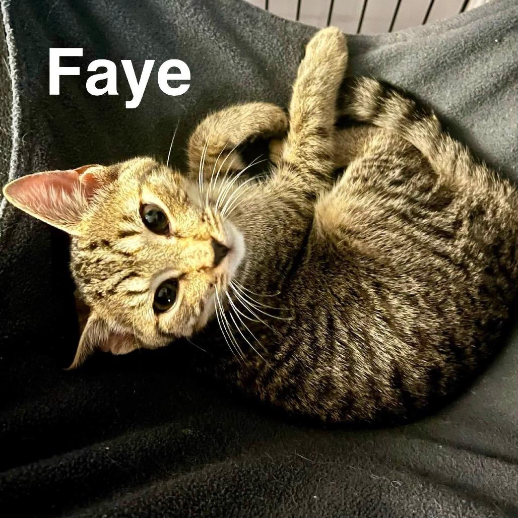 Enlarge Faye, a Adoptable Domestic Short Hair in Parkersburg, WV image 4/4