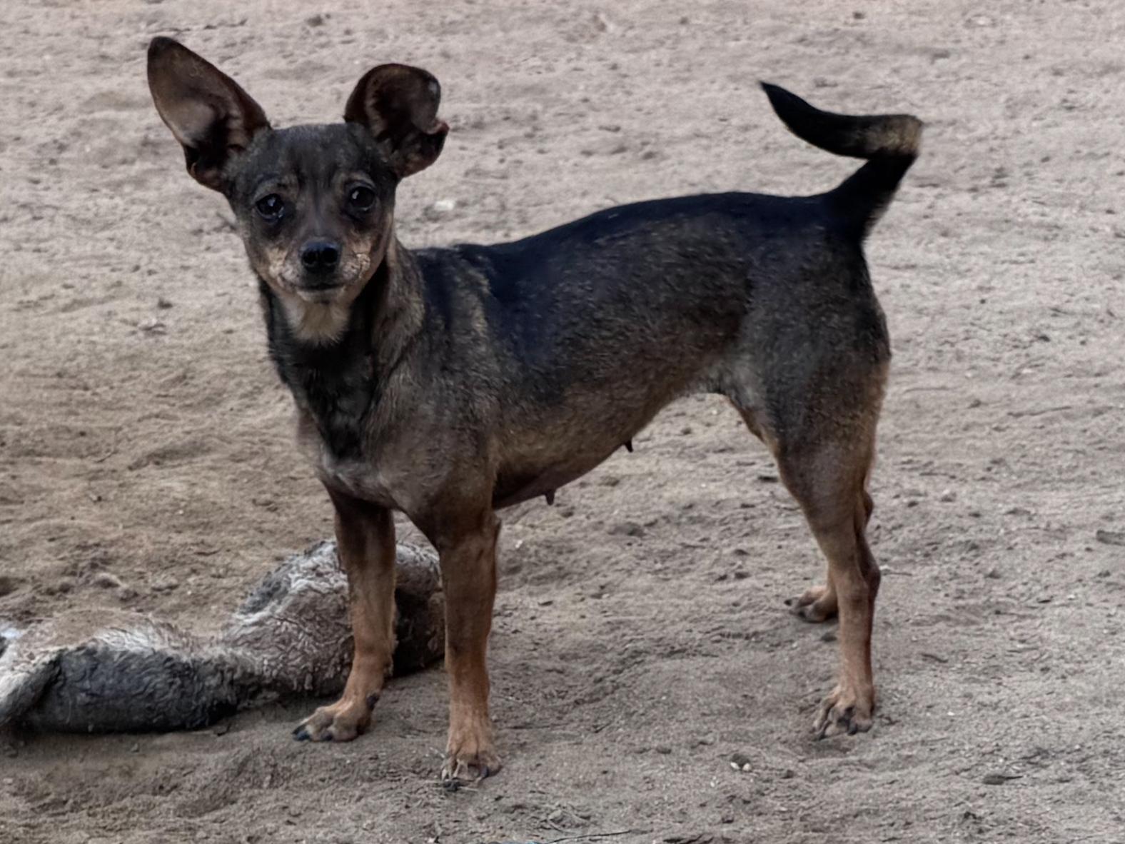 Enlarge SADIE, an adoptable mixed breed in Fresno, CA image 4/4