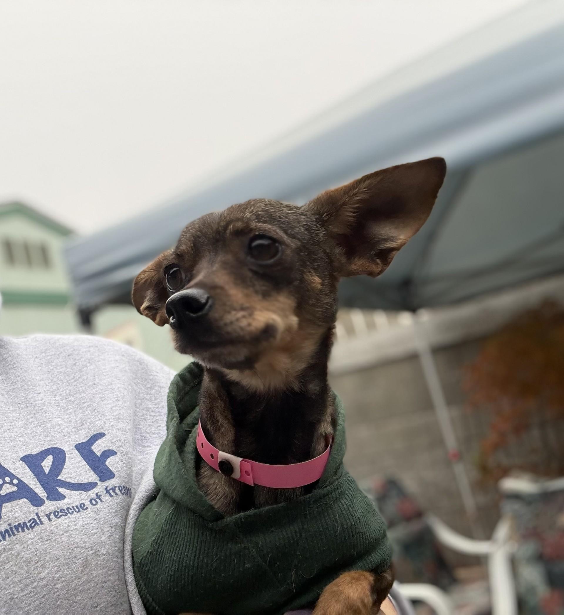 Enlarge SADIE, a ADOPTABLE mixed breed in Fresno, CA image 3/4