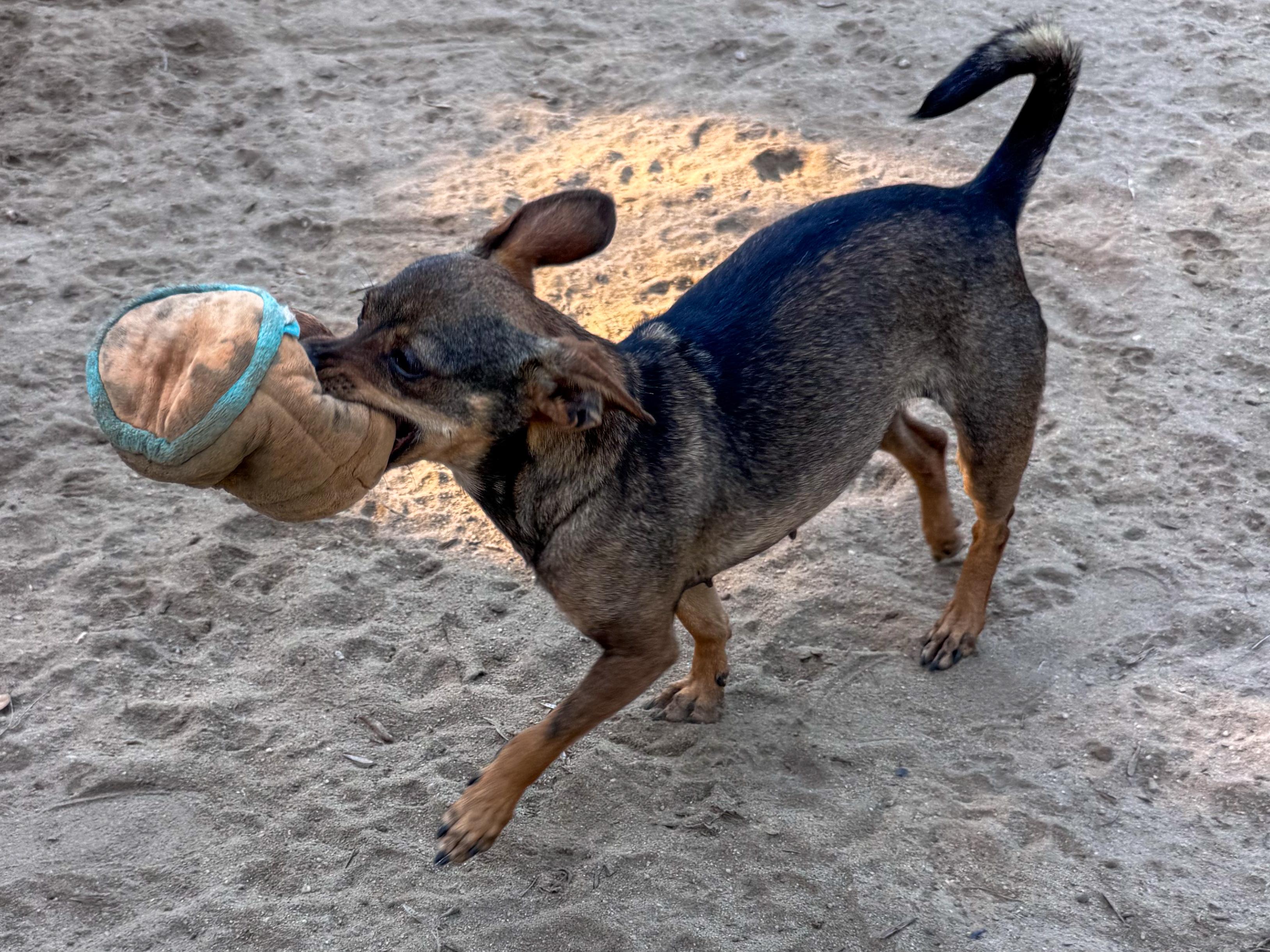 SADIE, adoptable, Adult Female Chihuahua.
