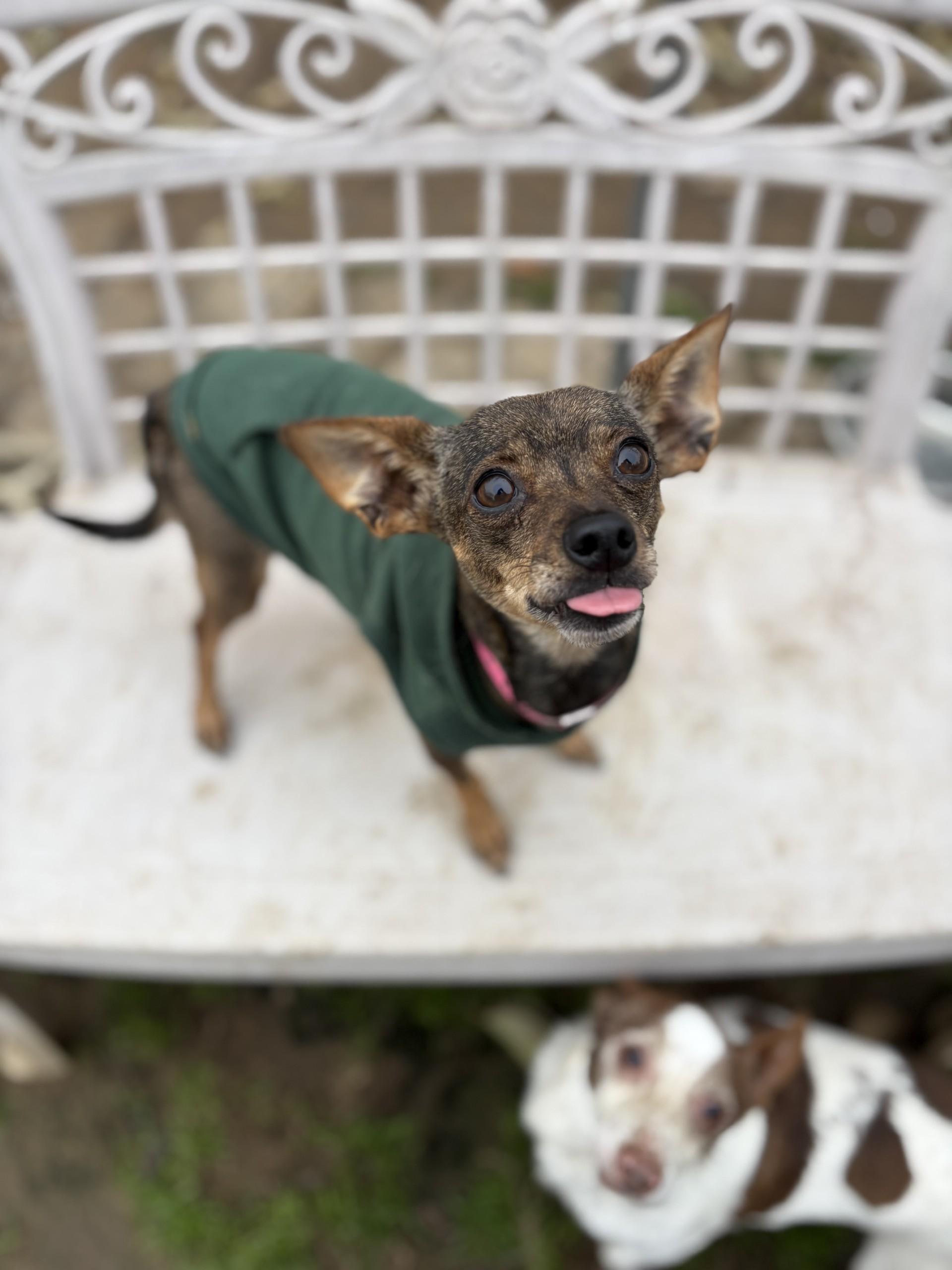 Enlarge SADIE, a ADOPTABLE mixed breed in Fresno, CA image 2/4