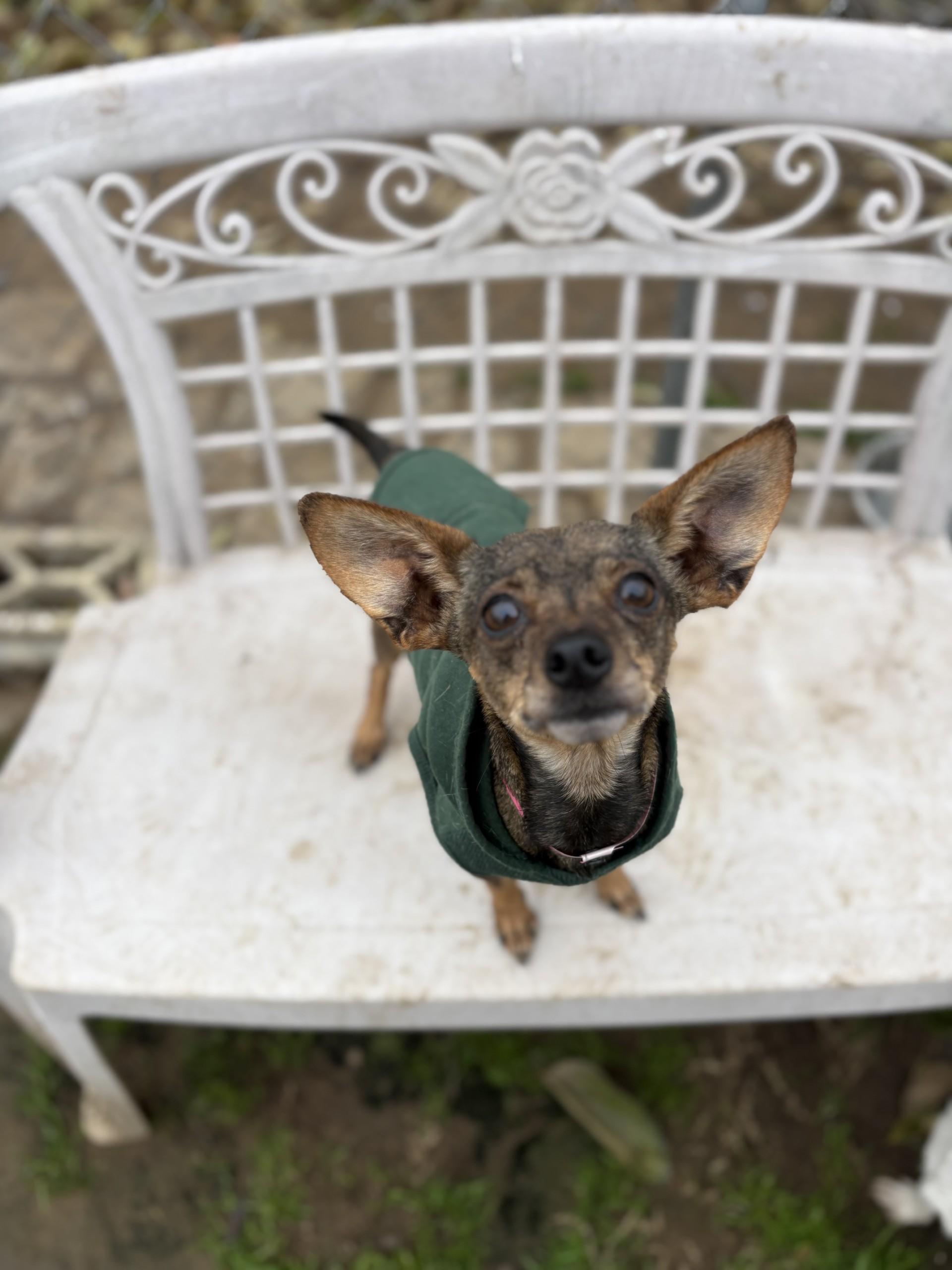 SADIE, ADOPTABLE, Adult Female Chihuahua.