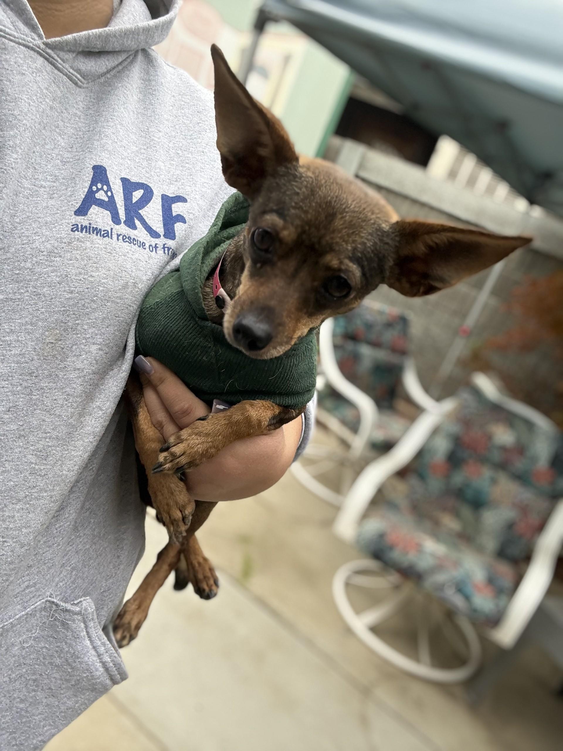 Enlarge SADIE, a ADOPTABLE mixed breed in Fresno, CA image 4/4