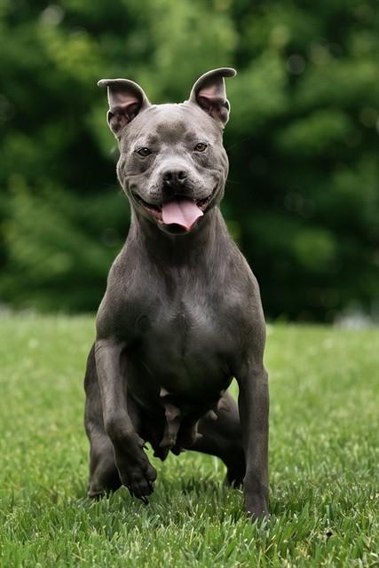 NIBBLES, Adoptable, Young Female Pit Bull Terrier.