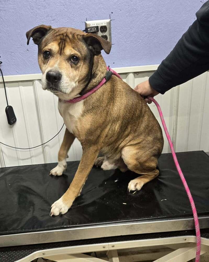 Enlarge Seamus, a Adoptable Boxer in Waverly, OH image 1/1