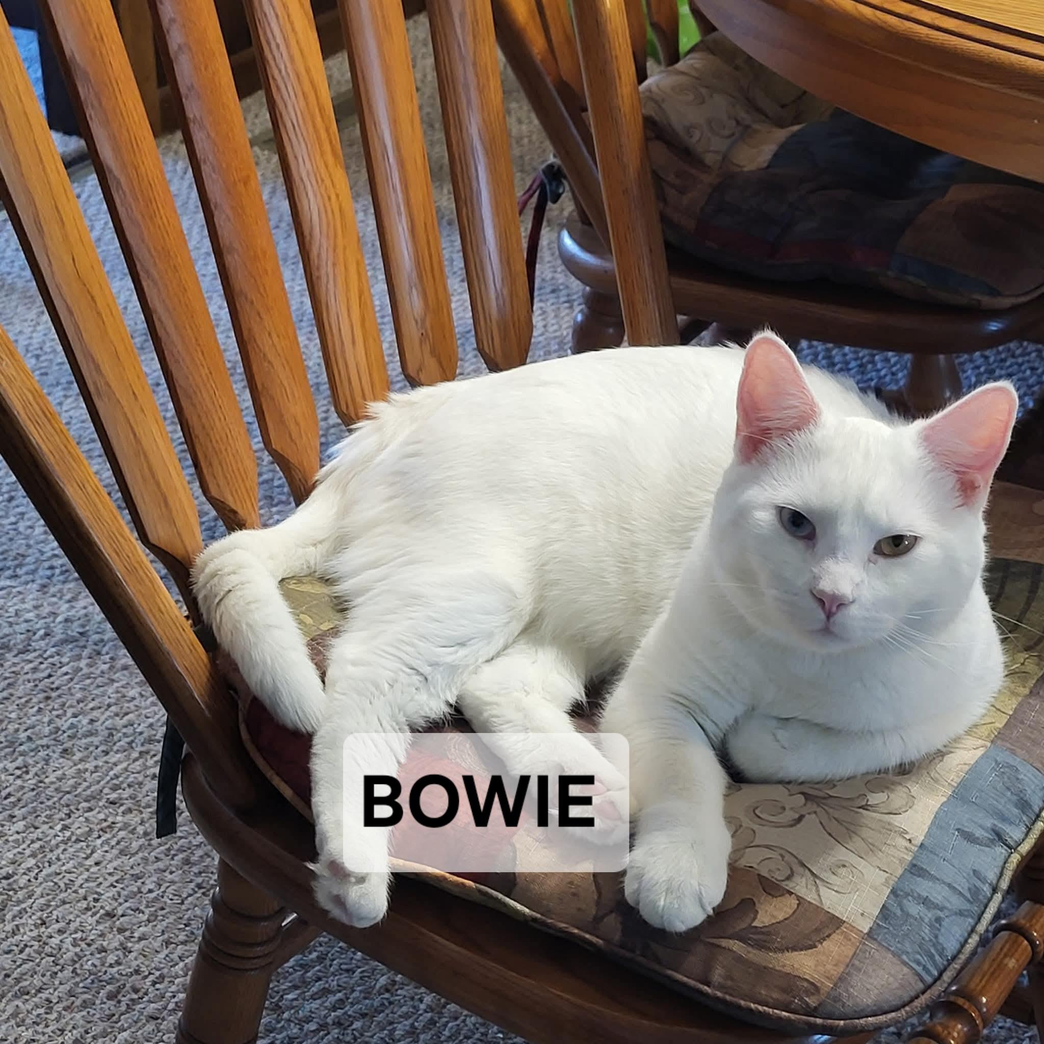 Enlarge Bowie, a ADOPTABLE Domestic Short Hair in Windom, MN image 1/1