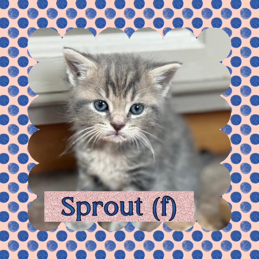 Sprout, Adoptable, Kitten Female Domestic Short Hair.