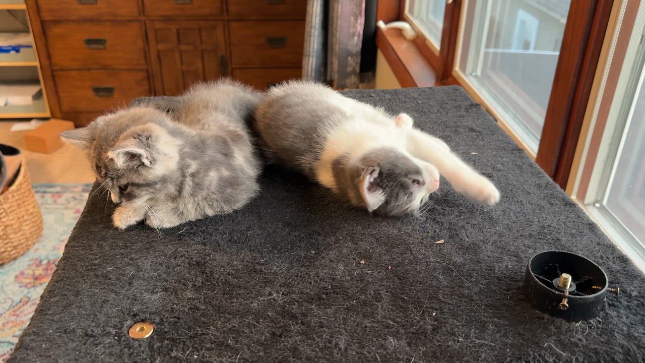 Enlarge Sprout, a Adoptable mixed breed in Union Grove, WI video 5/6