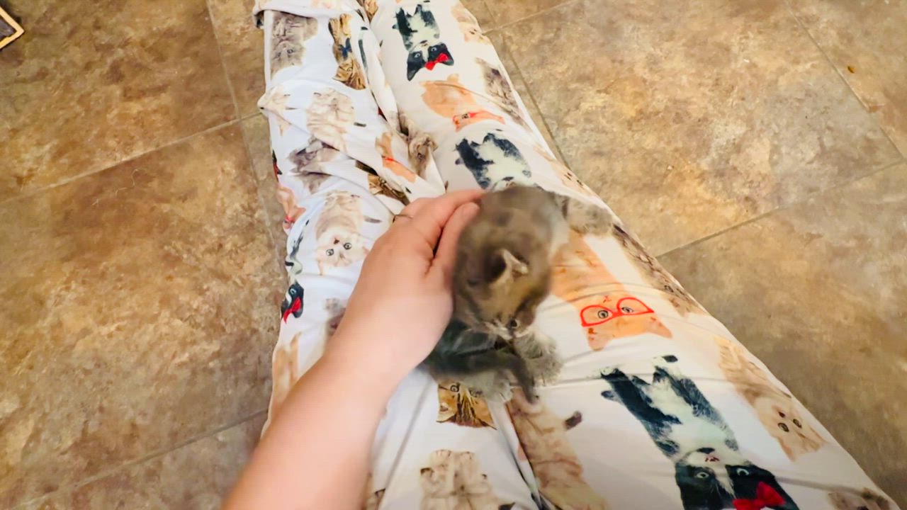 Enlarge Sprout, a Adoptable mixed breed in Union Grove, WI video 6/6