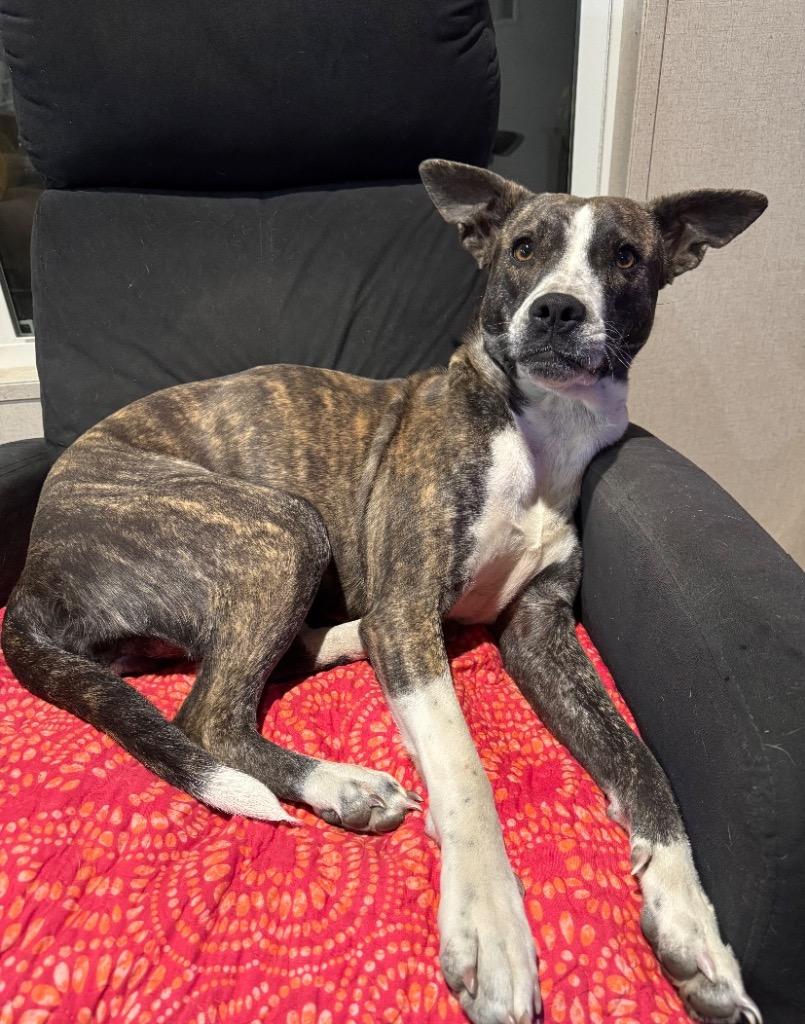 Nana, Adoptable, Adult Female Catahoula Leopard Dog.