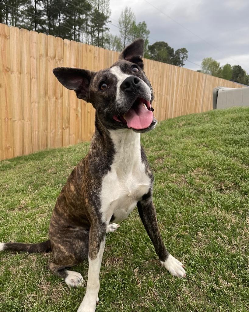 Nana, a Adoptable Catahoula Leopard Dog in Little Rock, AR image 2/4