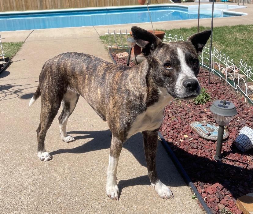 Nana, a Adoptable Catahoula Leopard Dog in Little Rock, AR image 3/4