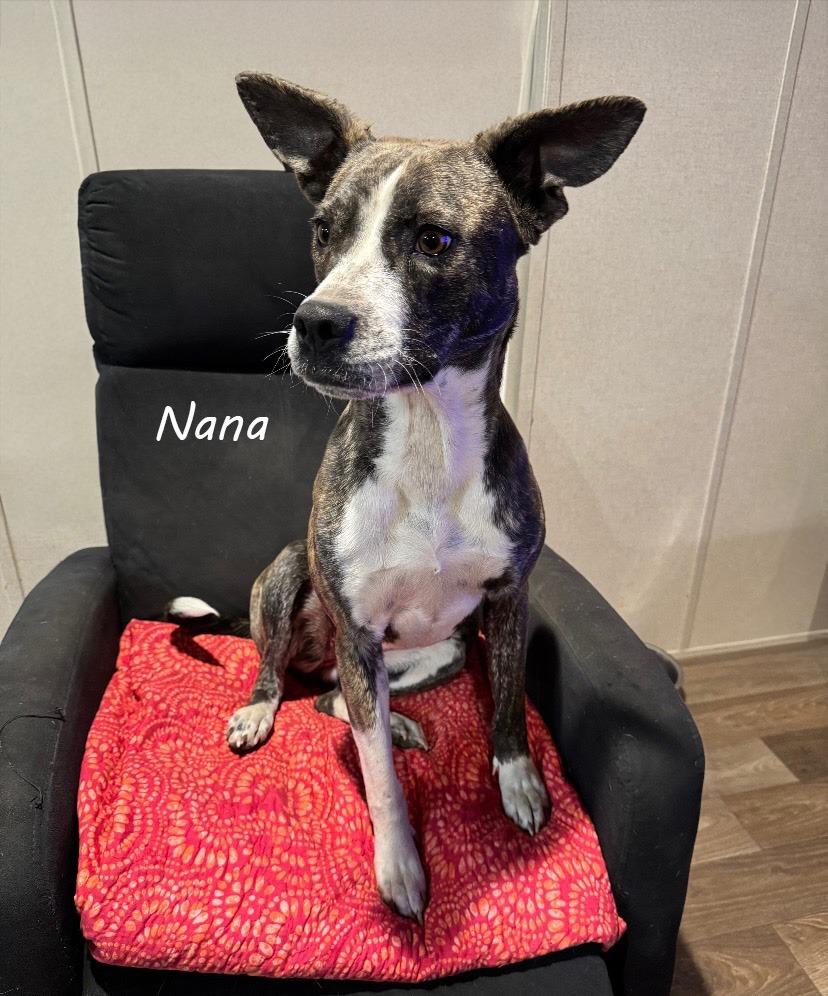 Nana, a Adoptable Catahoula Leopard Dog in Little Rock, AR image 4/4