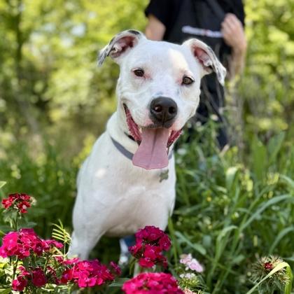 Buck, a Adoptable mixed breed in Atlanta, GA image 1/3