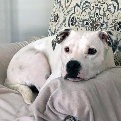 Buck, a Adoptable mixed breed in Atlanta, GA image 3/3