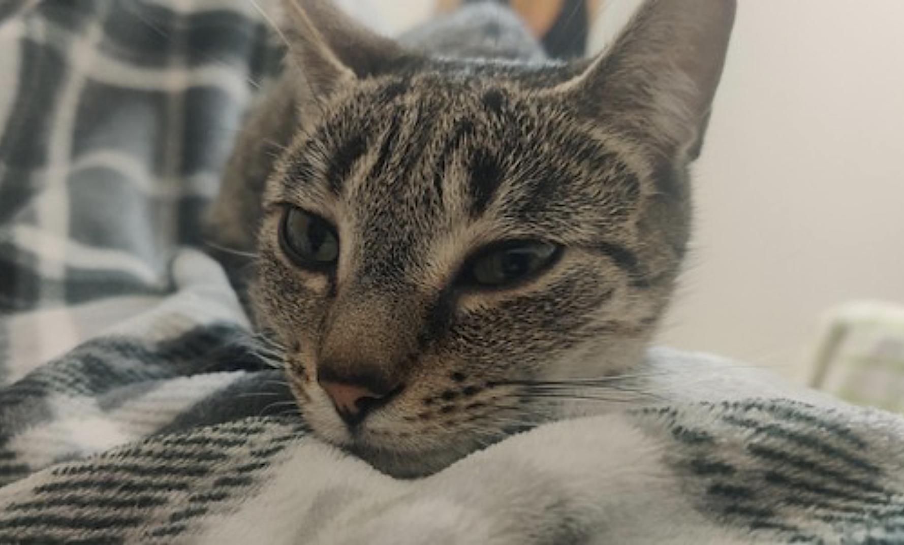 Easter Bunny — thumbnail 2