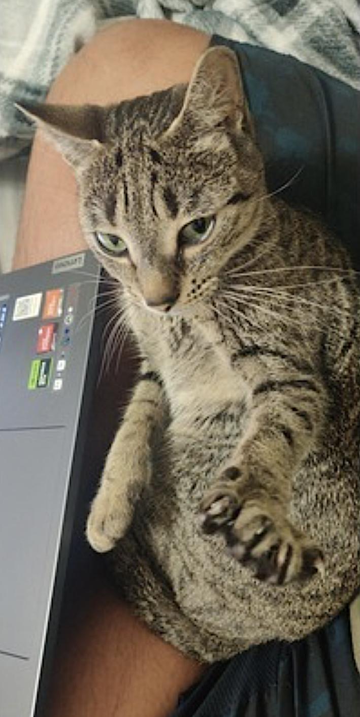 Easter Bunny — thumbnail 3