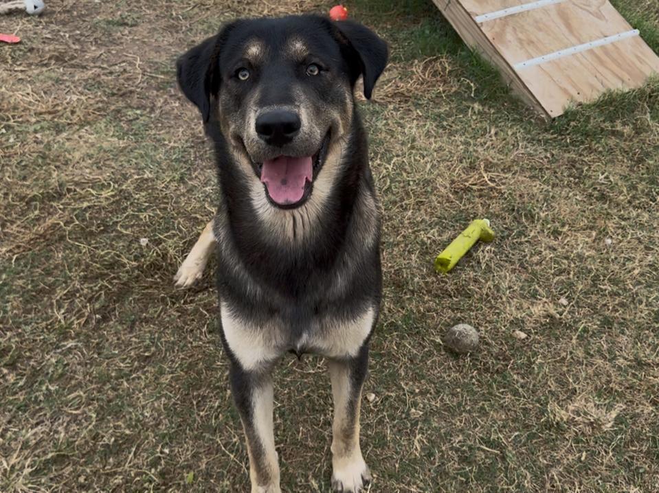 Enlarge #915.25  - GSD male, a Adoptable mixed breed image 1/2