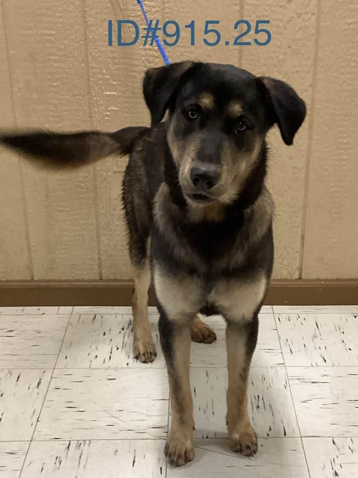 #915.25  - GSD male, Adoptable, Adult Male German Shepherd Dog.