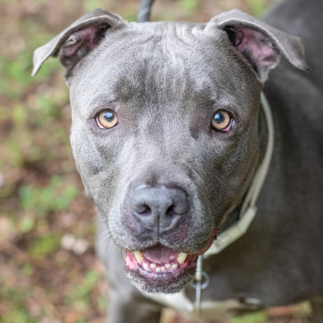 JOHN CENA-30669, a Adoptable Pit Bull Terrier in Bartlett, TN image 1/2