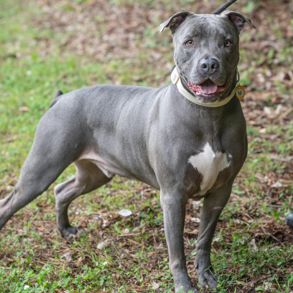JOHN CENA-30669, a Adoptable Pit Bull Terrier in Bartlett, TN image 2/2