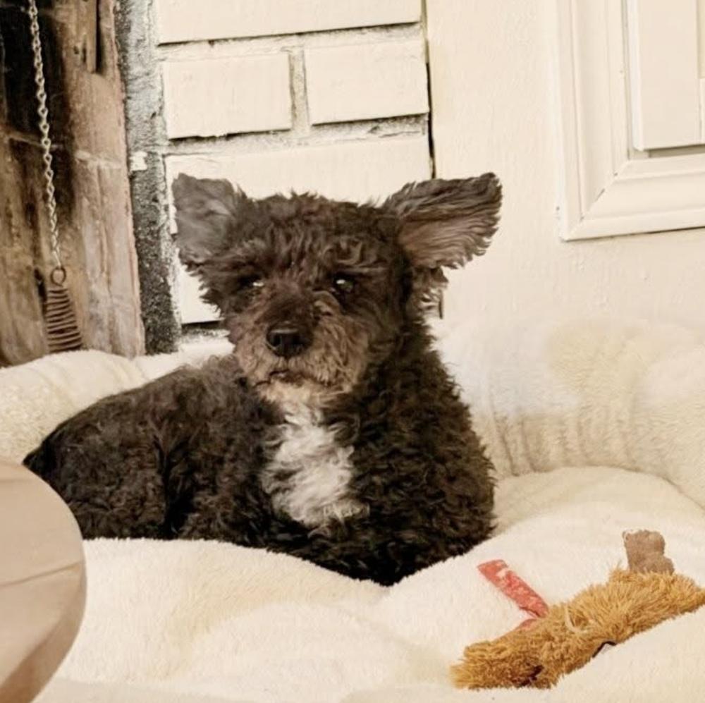 Pepper, Adoptable, Senior Male Poodle.