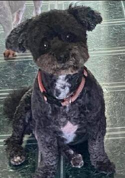 Enlarge Pepper, a Adoptable Poodle in LA GRANGE PARK, IL image 1/1