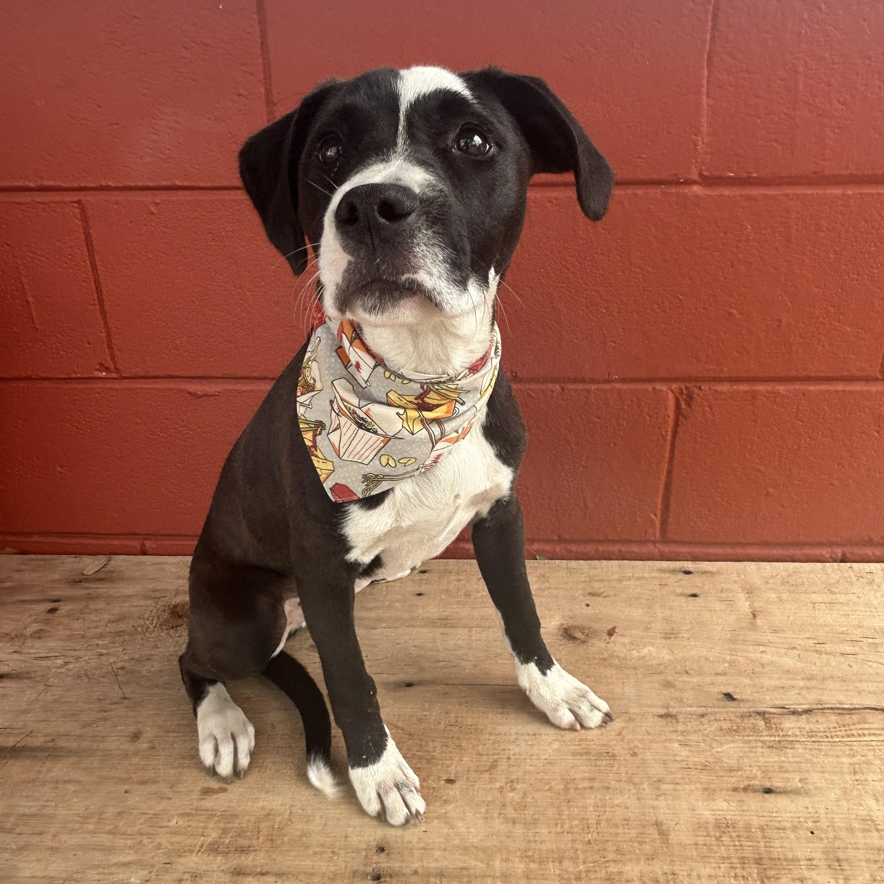 Enlarge Cry Baby, a ADOPTABLE mixed breed in Pensacola, FL image 2/6