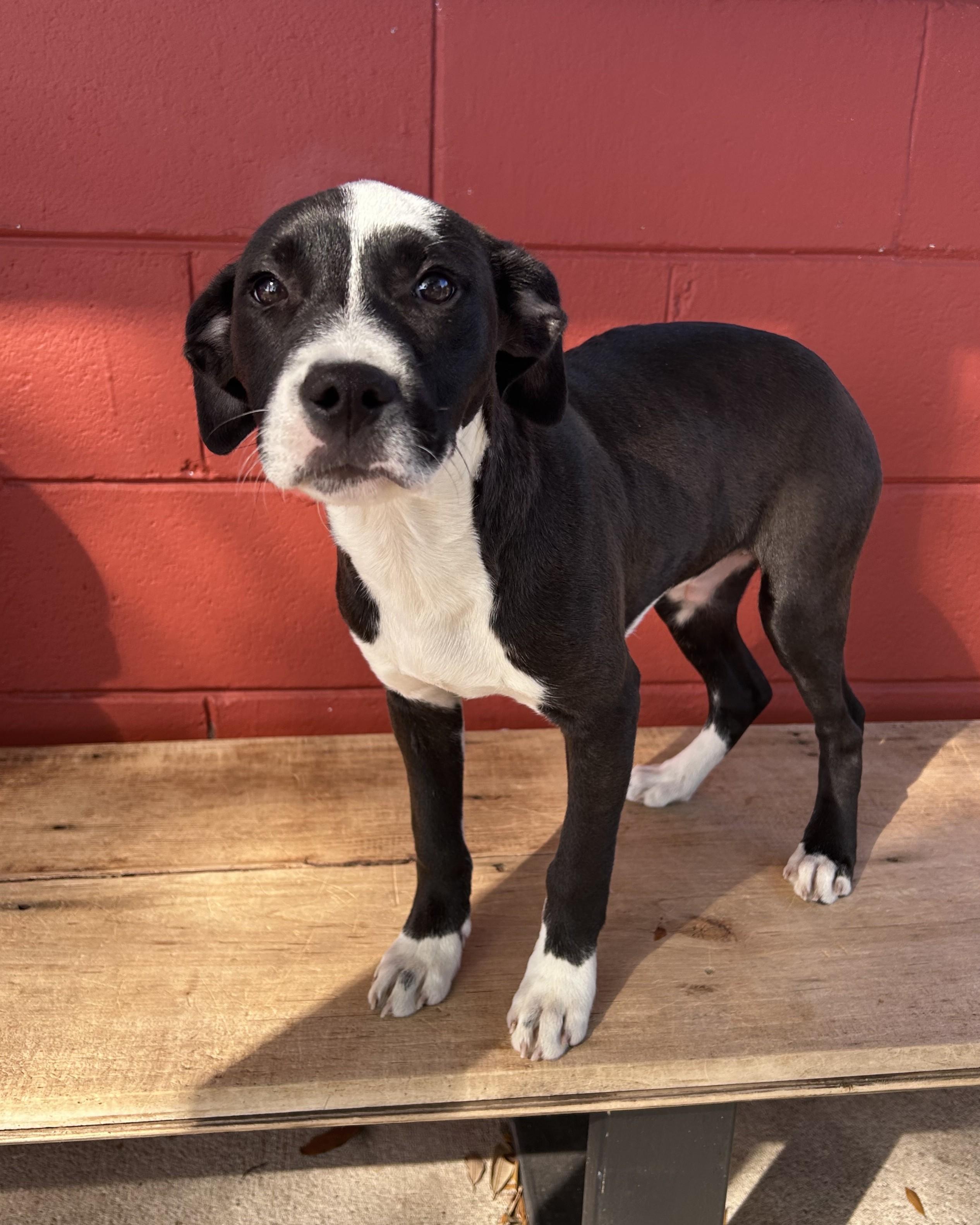 Cry Baby, ADOPTABLE, Puppy Male Boxer & American Bully.