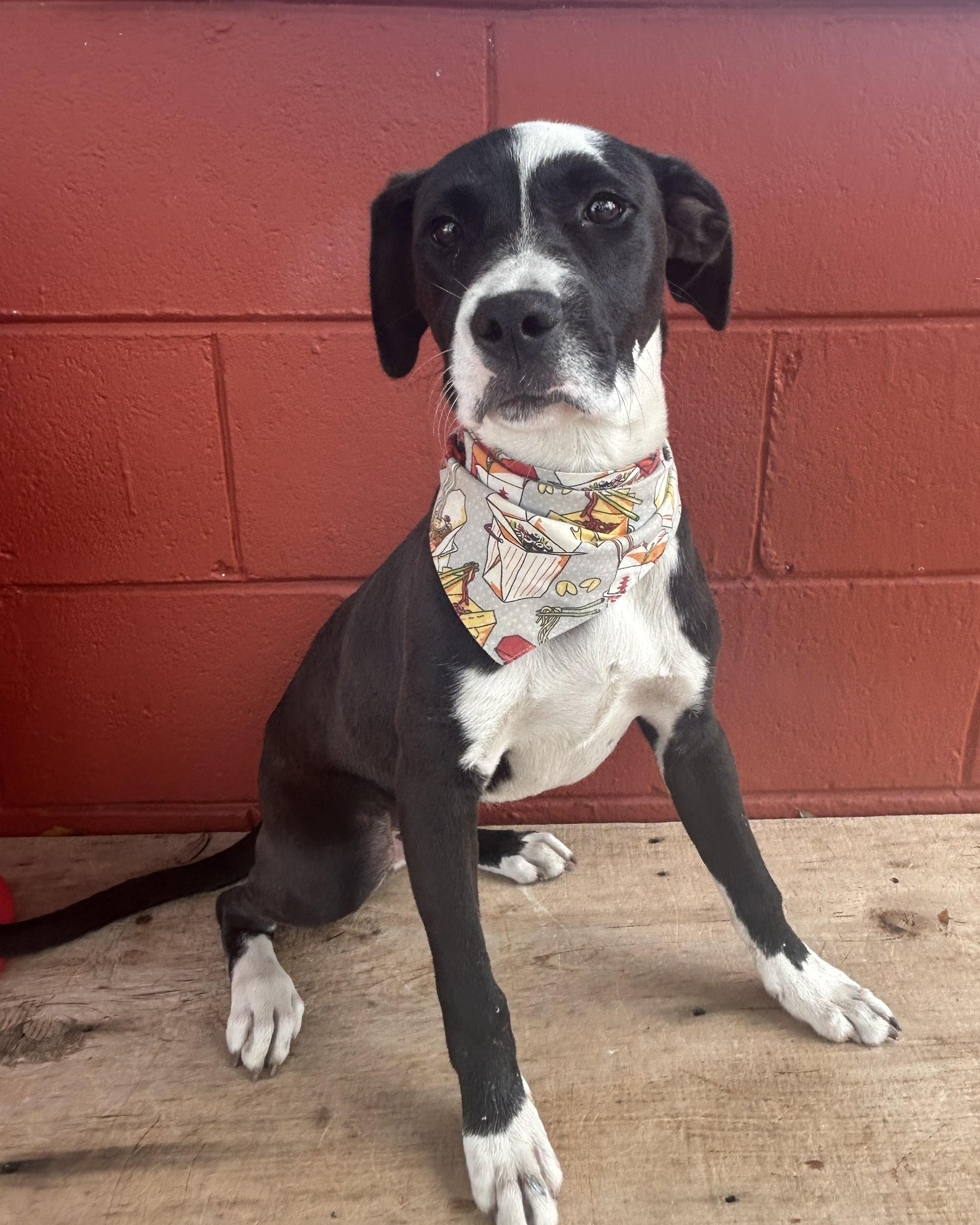Enlarge Cry Baby, a ADOPTABLE mixed breed in Pensacola, FL image 3/6