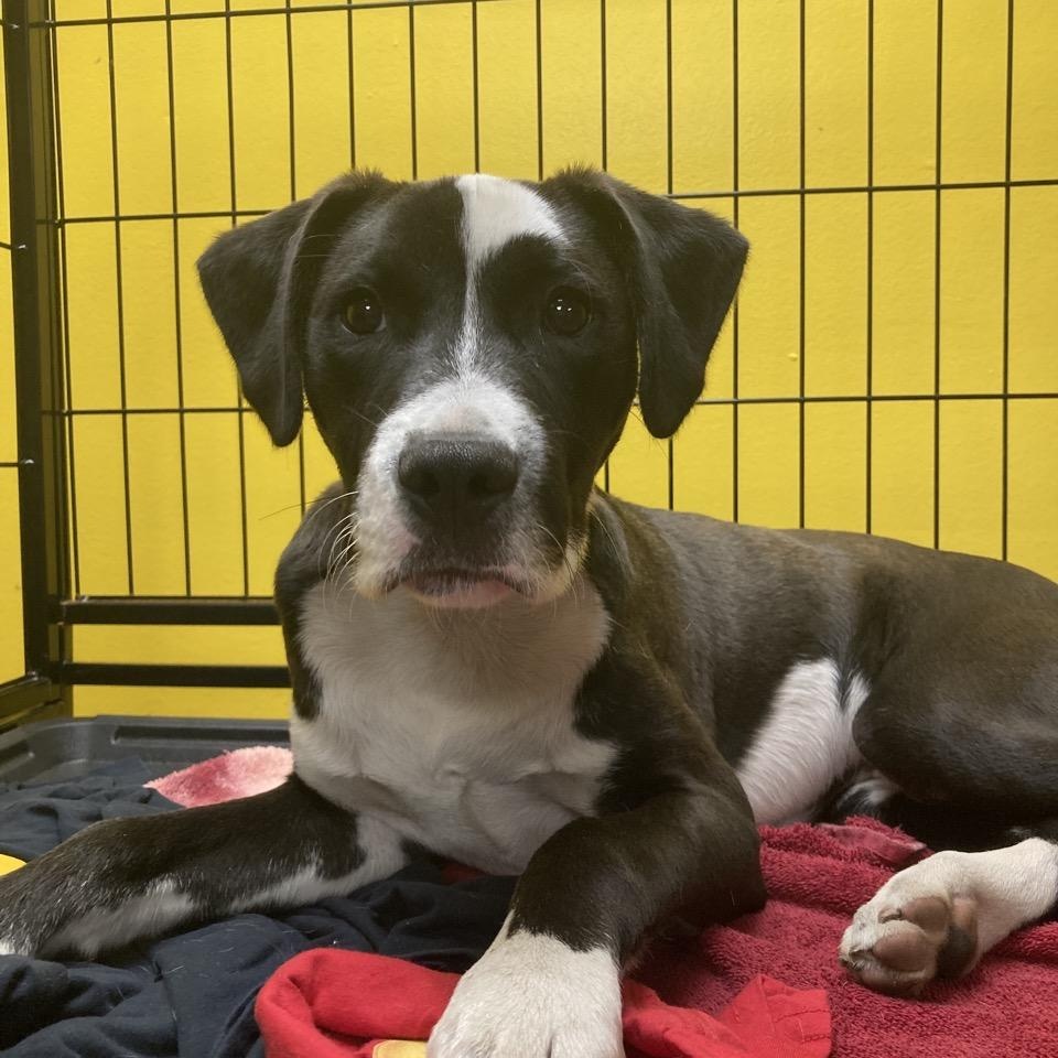 Enlarge Cry Baby, a ADOPTABLE mixed breed in Pensacola, FL image 4/6