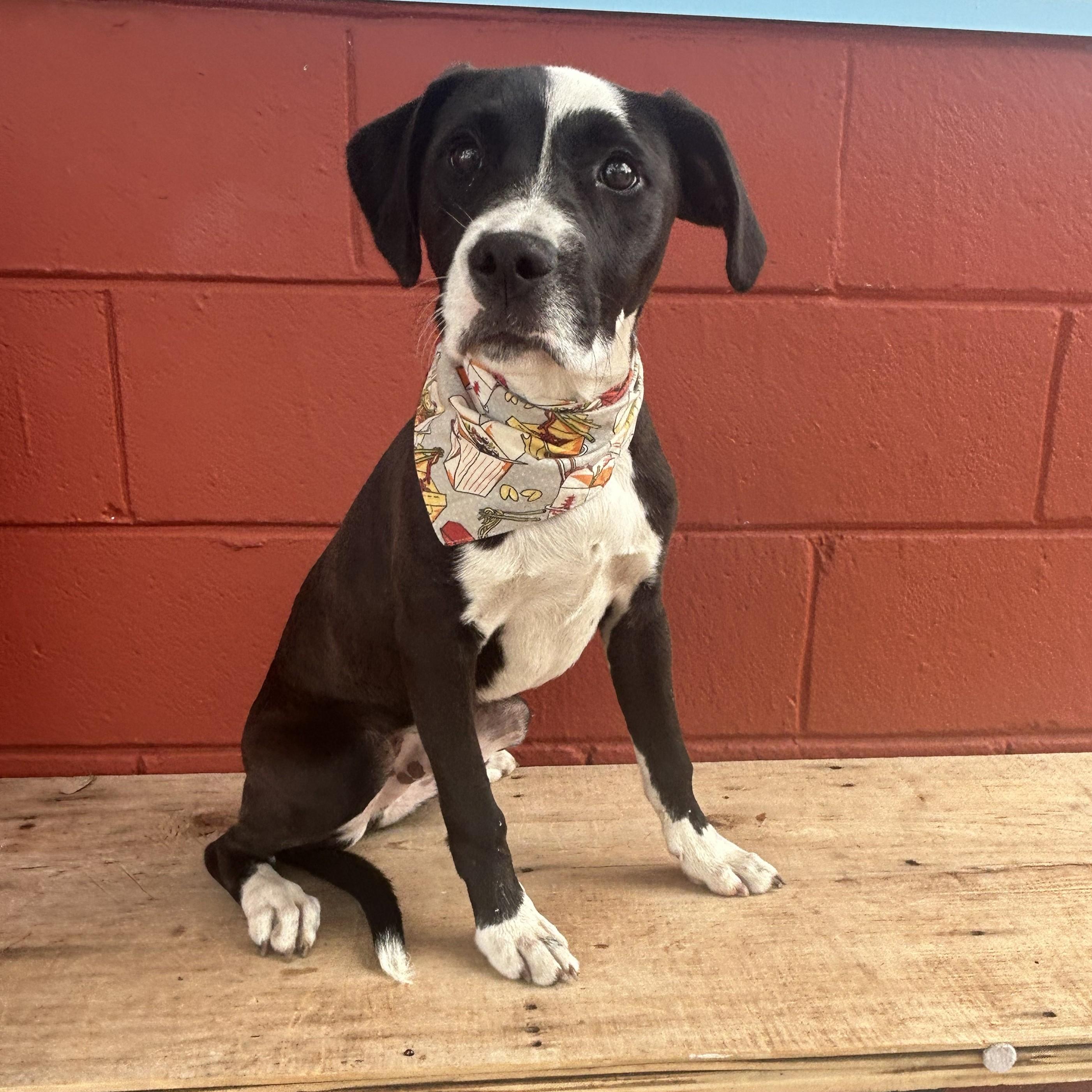 Enlarge Cry Baby, a ADOPTABLE mixed breed in Pensacola, FL image 1/6