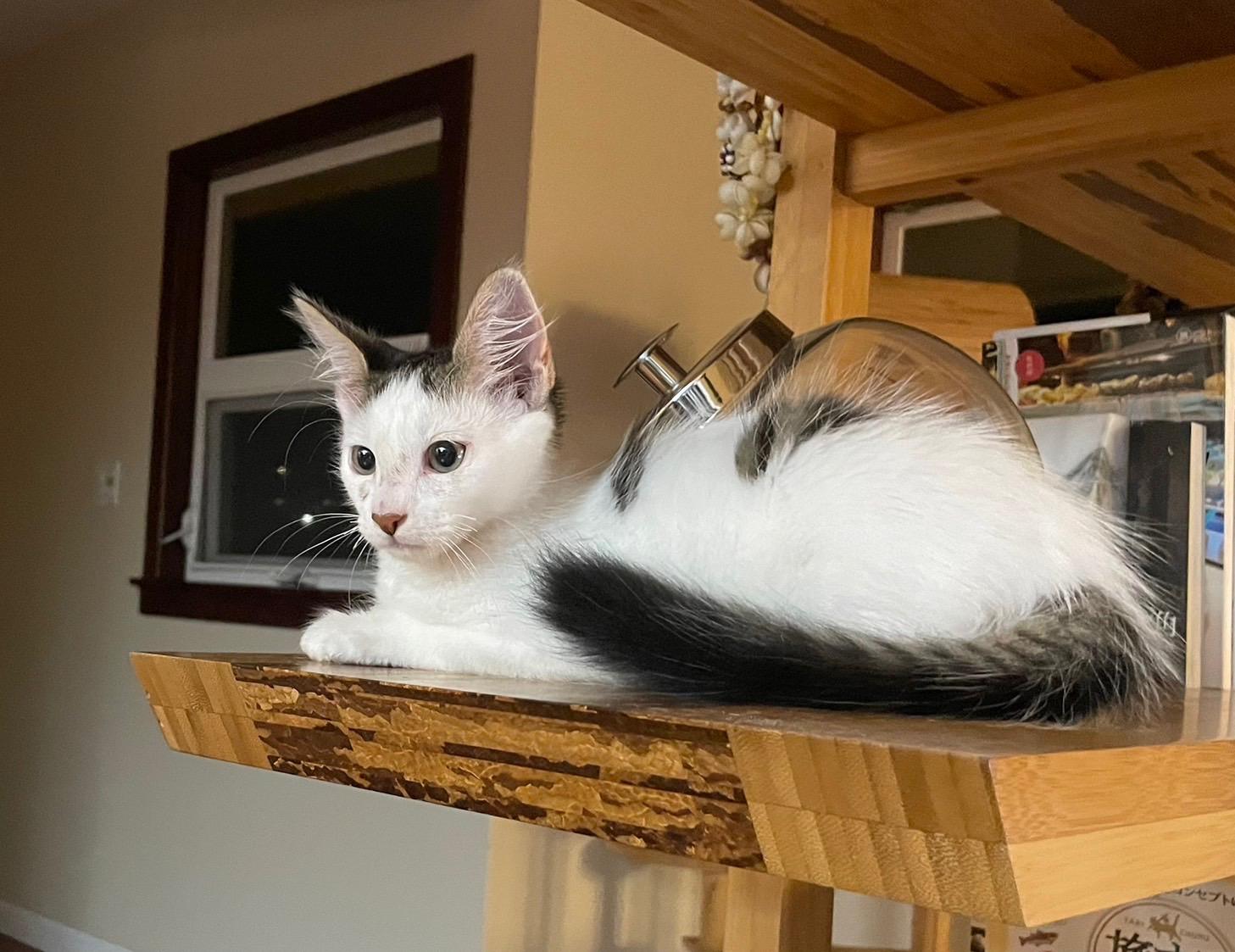 Enlarge Gordon, an adopted Domestic Medium Hair in Honolulu, HI image 3/6