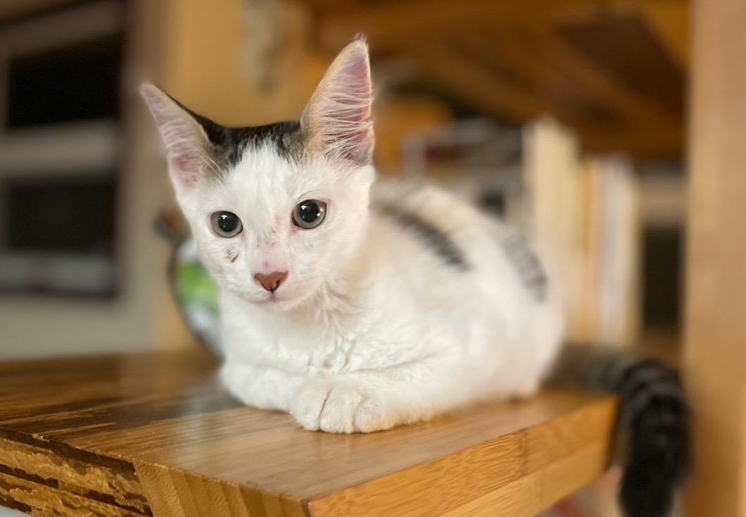 Gordon, adopted, Kitten Male Domestic Medium Hair.
