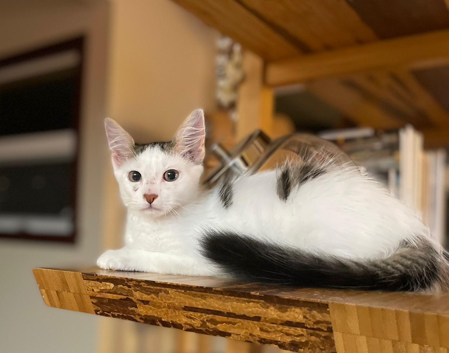 Enlarge Gordon, an adopted Domestic Medium Hair in Honolulu, HI image 2/6