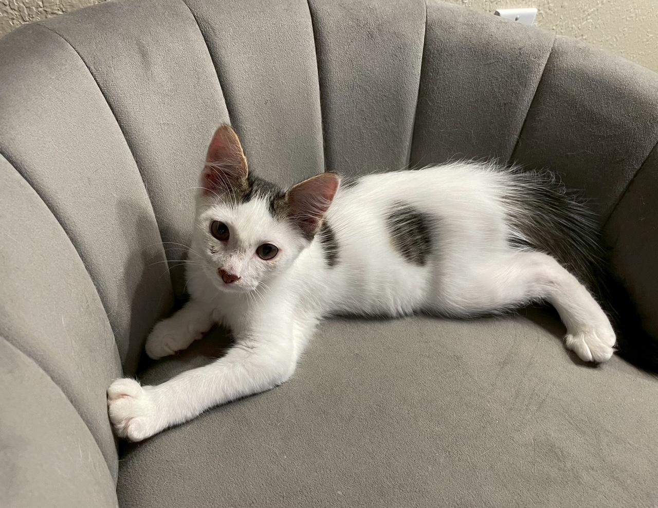 Enlarge Gordon, an adopted Domestic Medium Hair in Honolulu, HI image 5/6