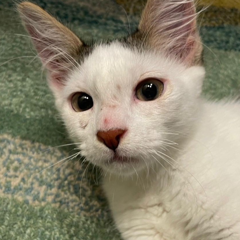 Enlarge Gordon, an adopted Domestic Medium Hair in Honolulu, HI image 4/6