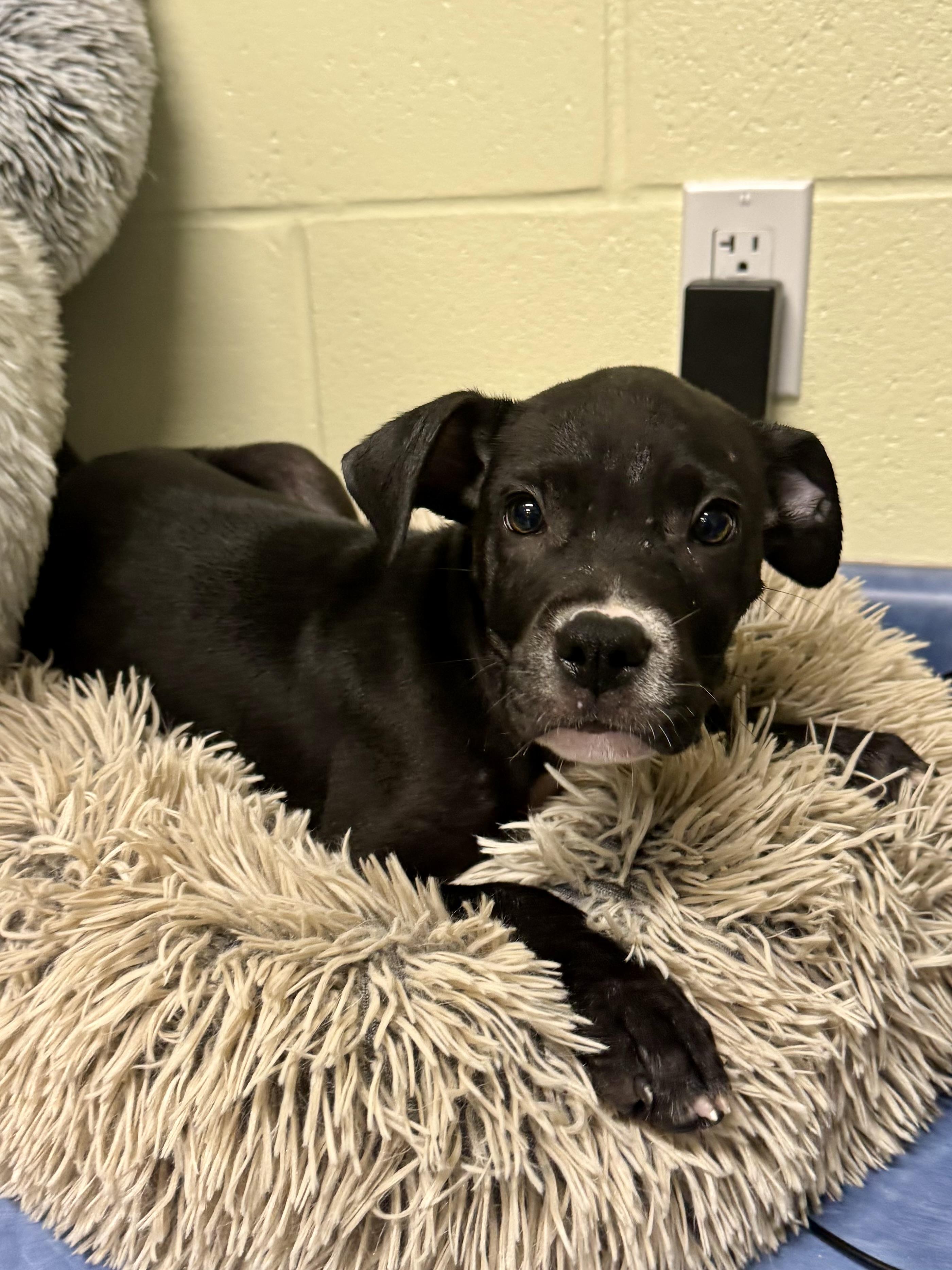 Enlarge Sonar, an adopted mixed breed in St. Joseph, MI image 1/1
