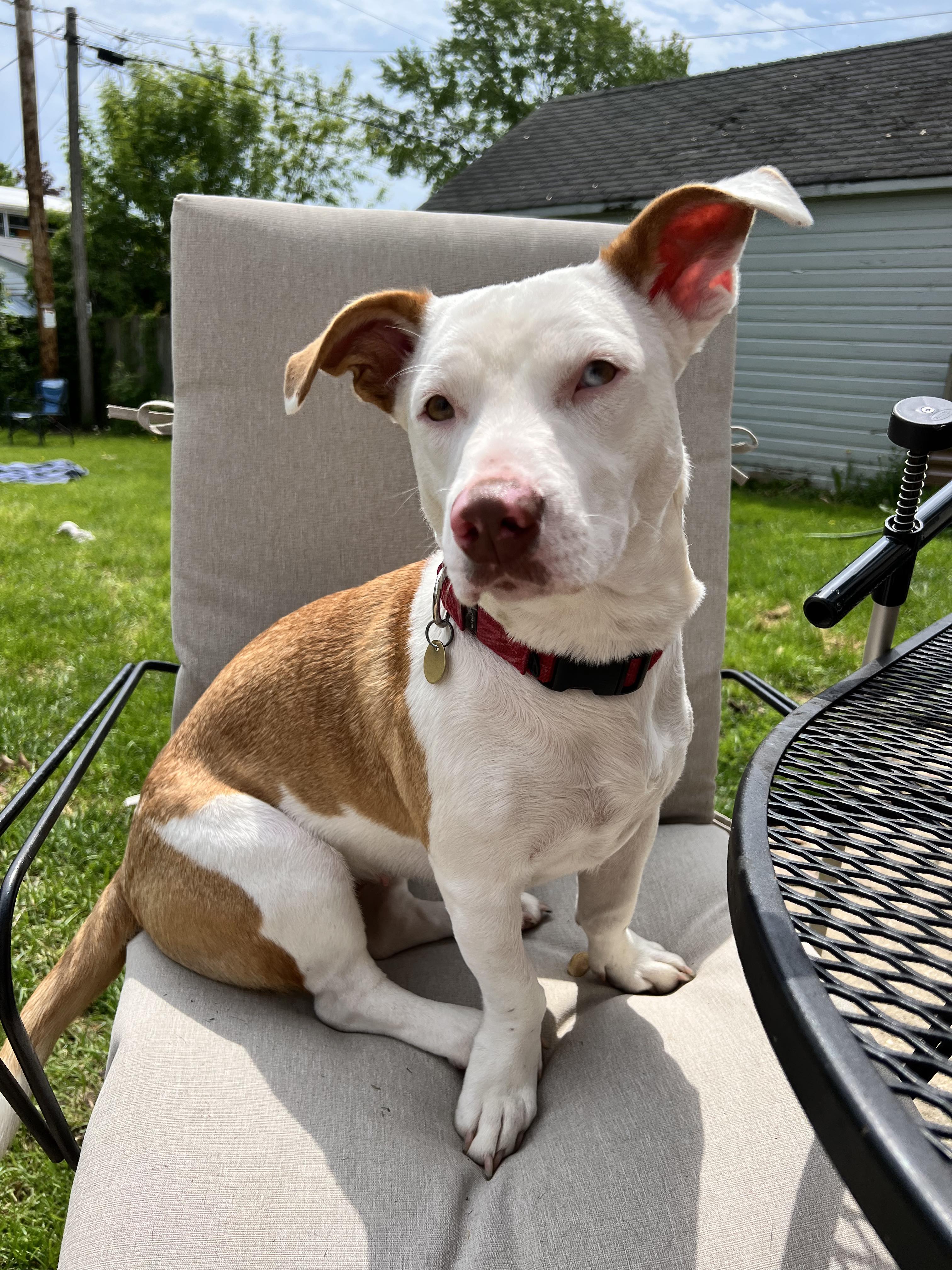 Starr, an adoptable Basset Hound in Racine, WI, 53405 | Photo Image 5