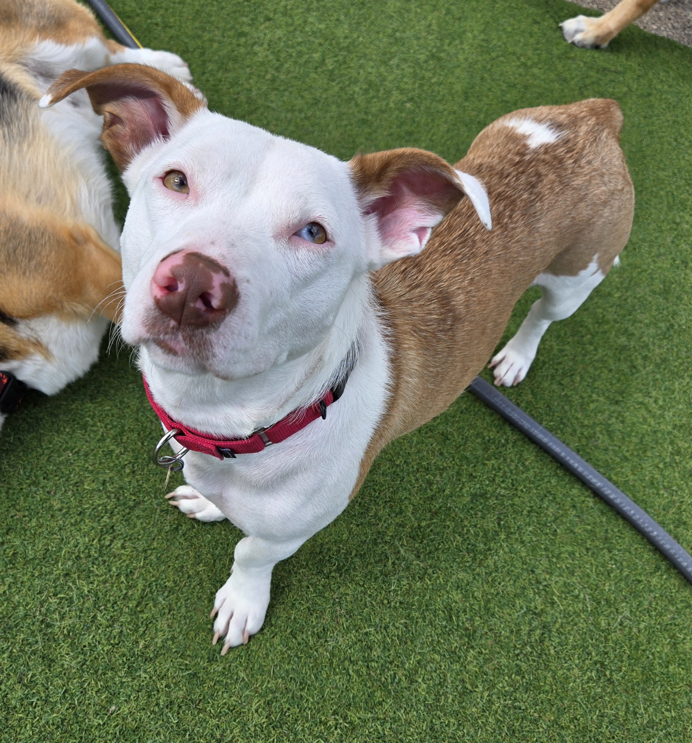 Starr, an adoptable Basset Hound in Racine, WI, 53405 | Photo Image 3