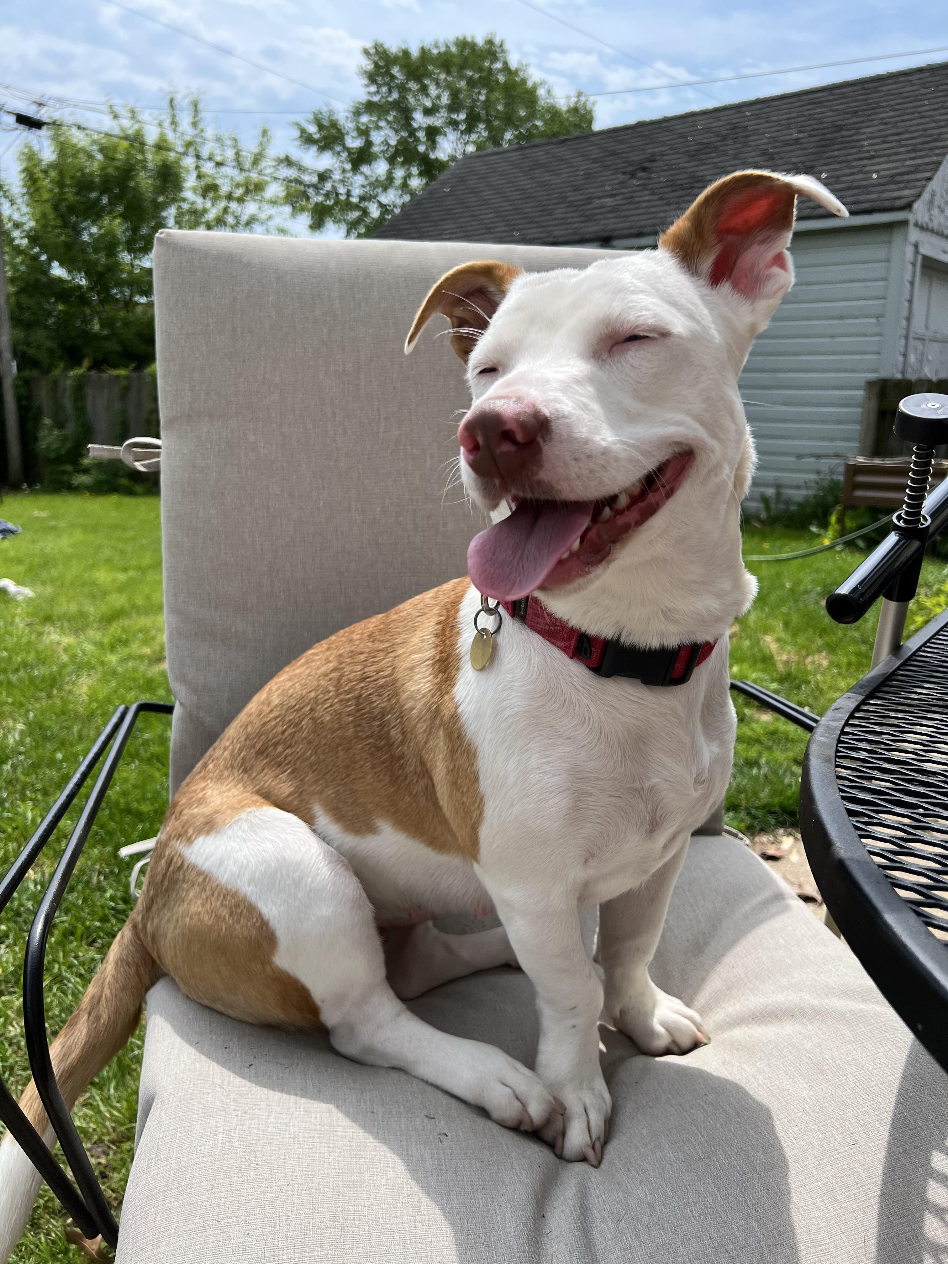 Starr, an adoptable Basset Hound in Racine, WI, 53405 | Photo Image 2