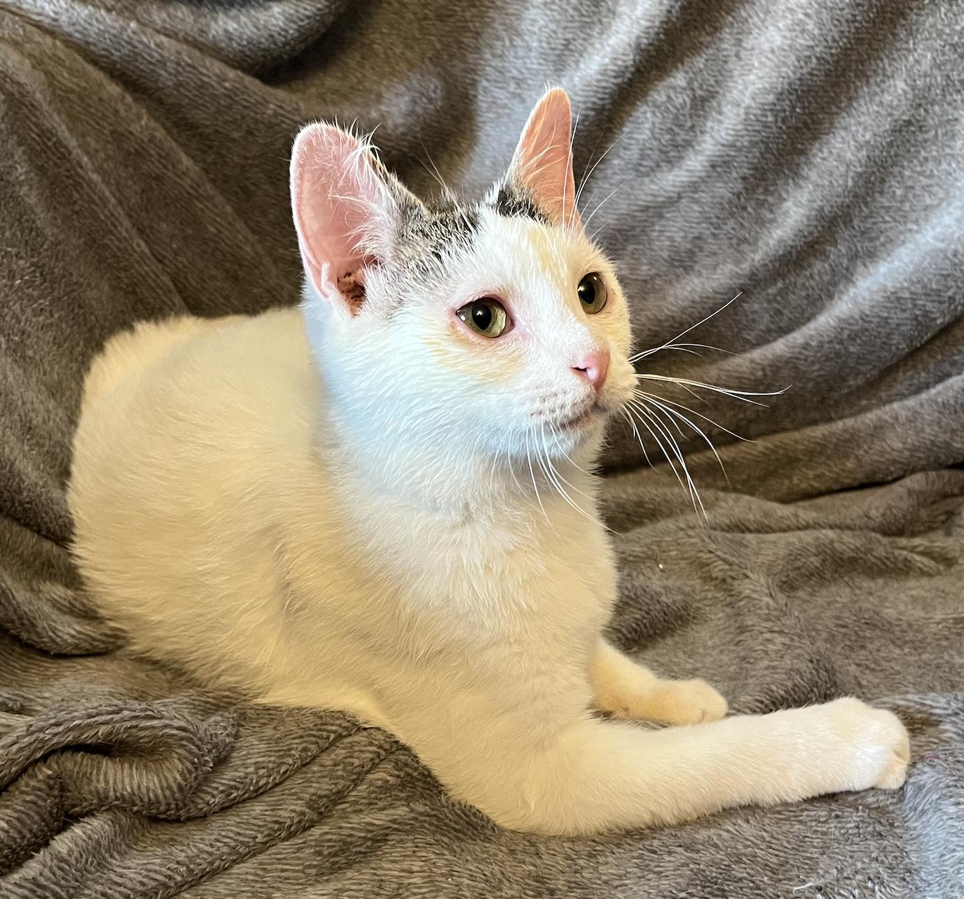 Enlarge Newt, a Adoptable Domestic Short Hair in Connelly Springs, NC image 4/4