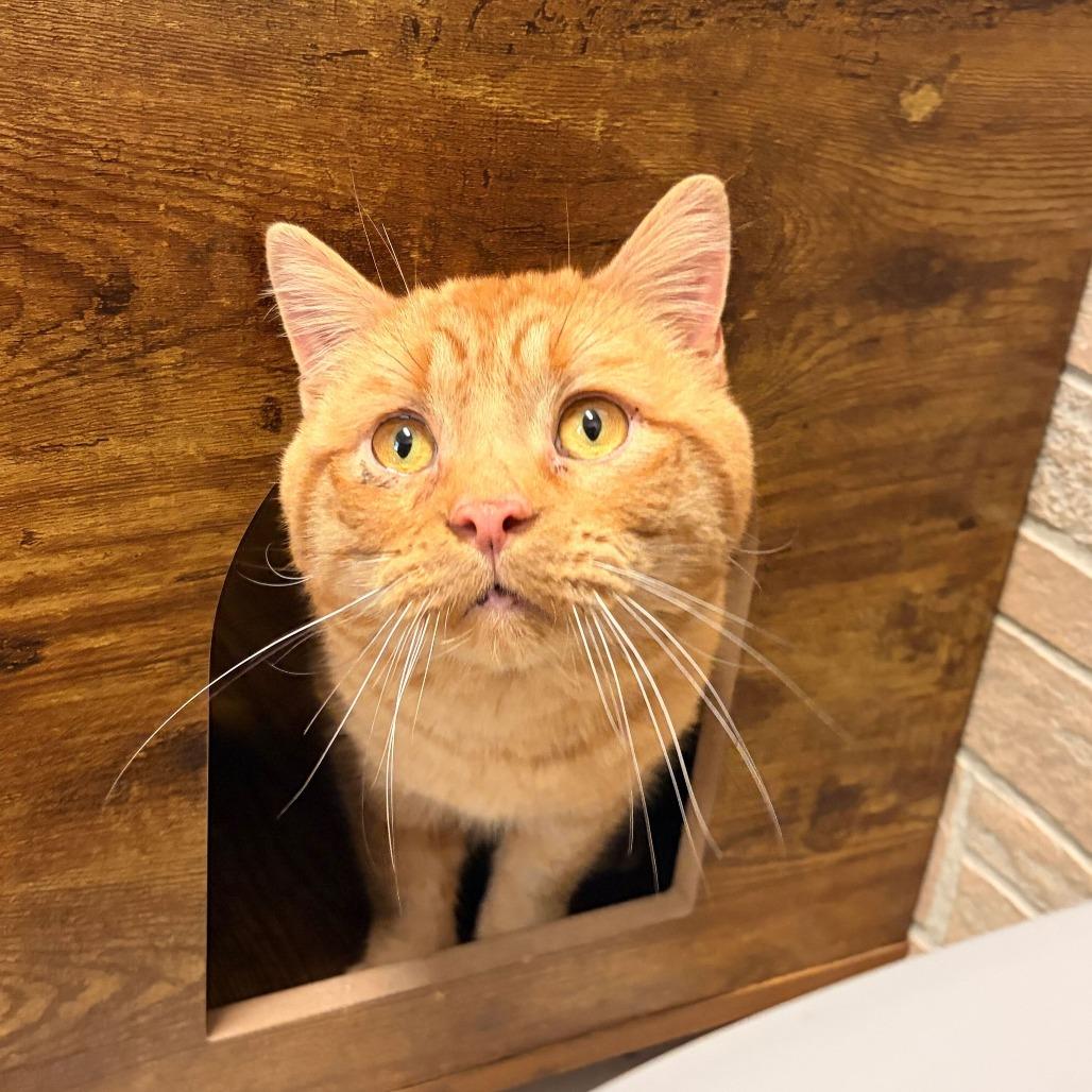 Tigger, Adoptable, Adult Male Domestic Short Hair.