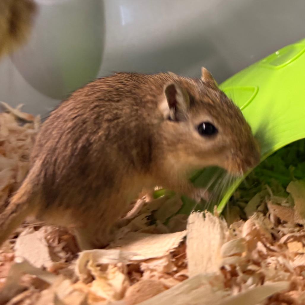 Yoda, Adoptable, Baby Female Gerbil.