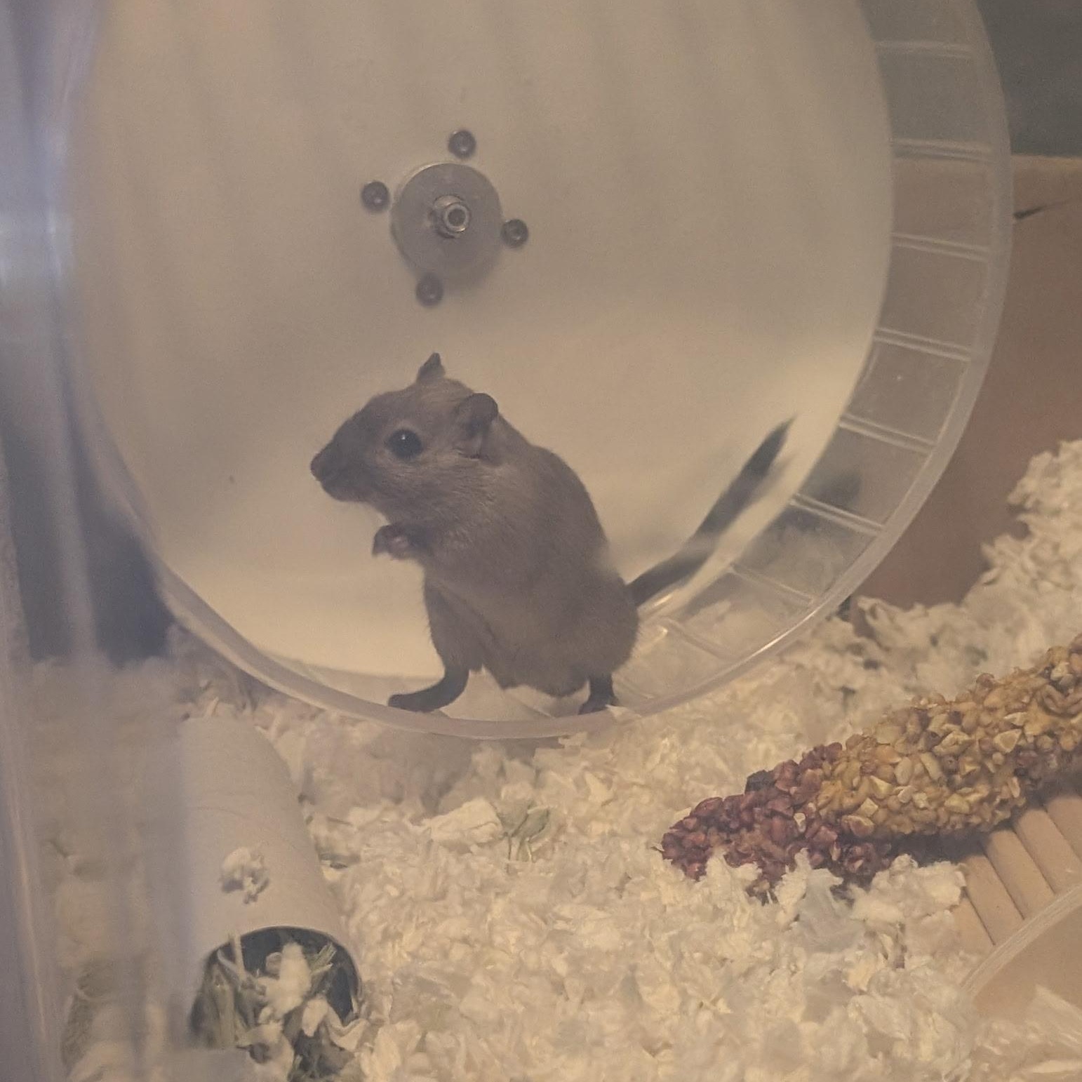 Enlarge Pomelo, a ADOPTABLE Gerbil in Saint Paul, MN image 2/2