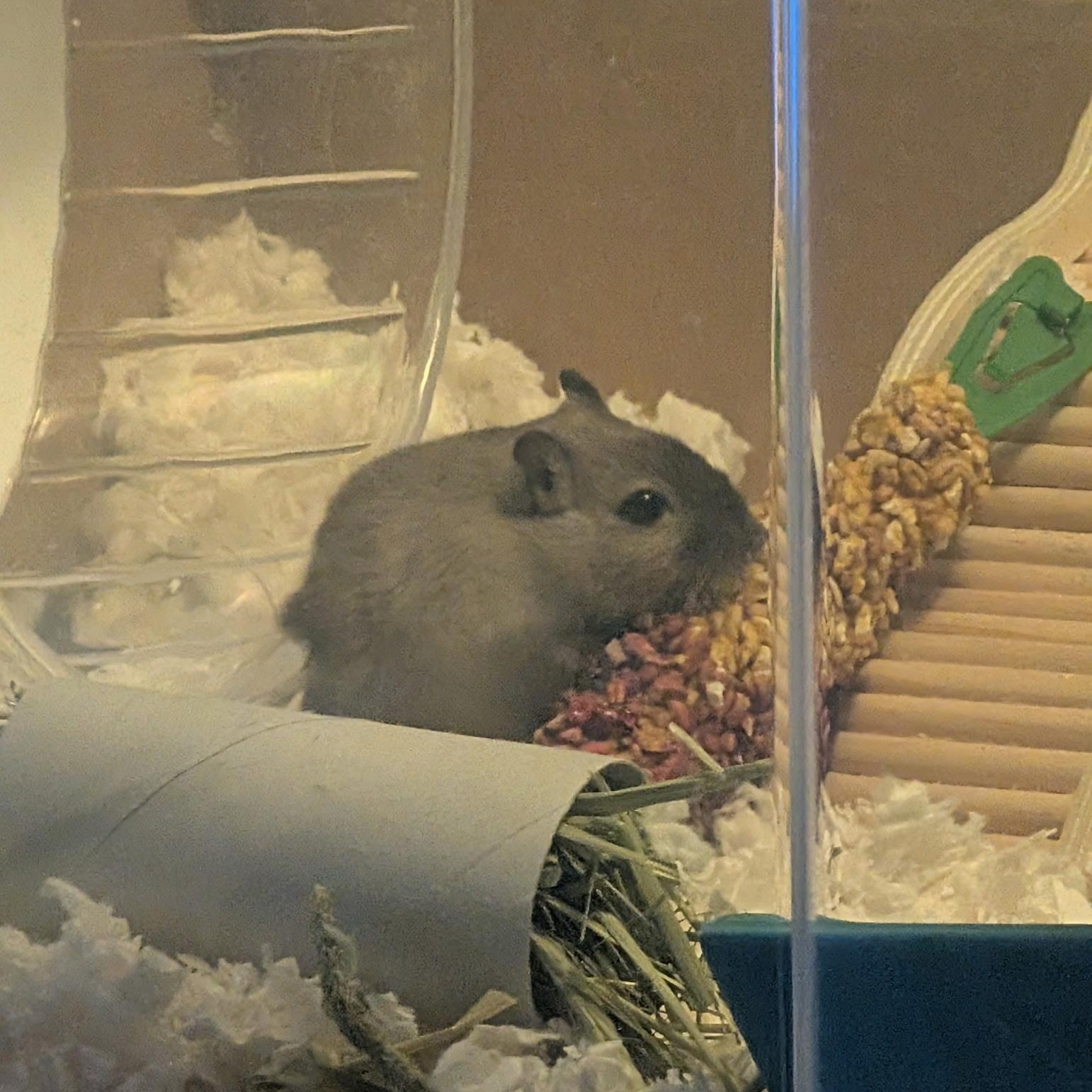 Enlarge Pomelo, a ADOPTABLE Gerbil in Saint Paul, MN image 1/2