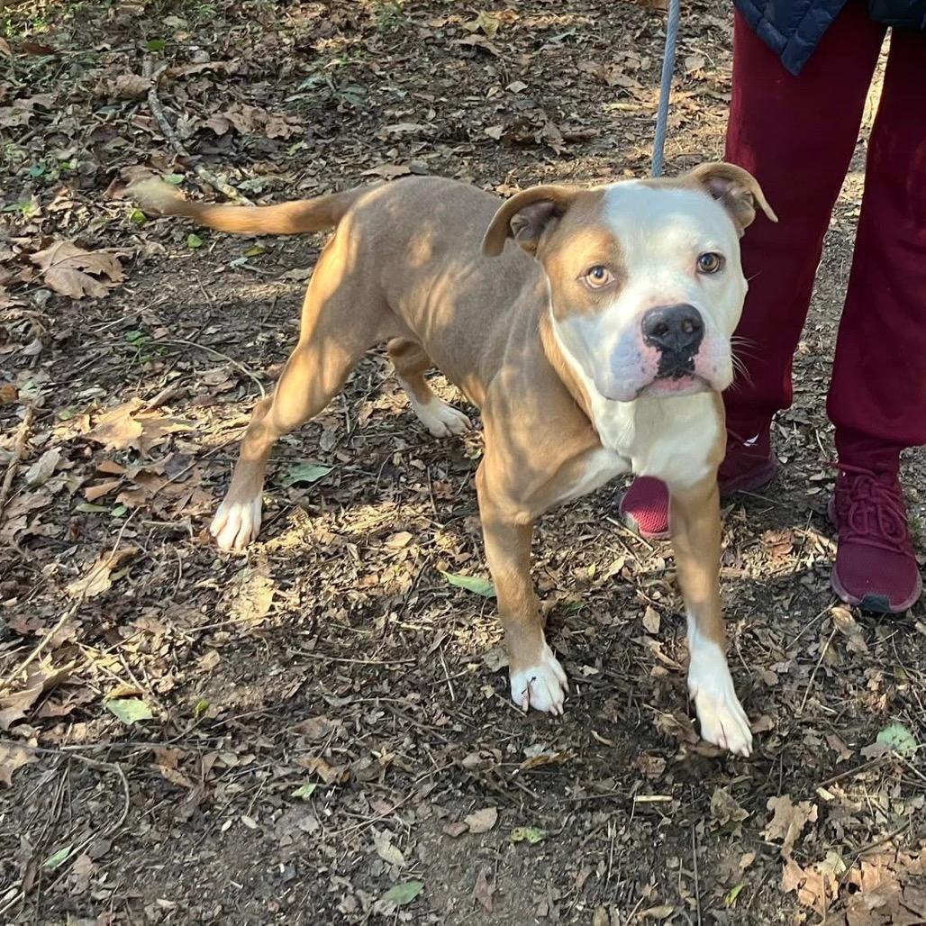 Wilbur 0486 — thumbnail 2