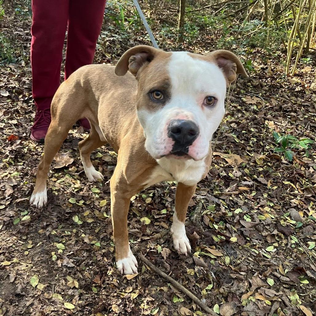 Wilbur 0486 — thumbnail 3